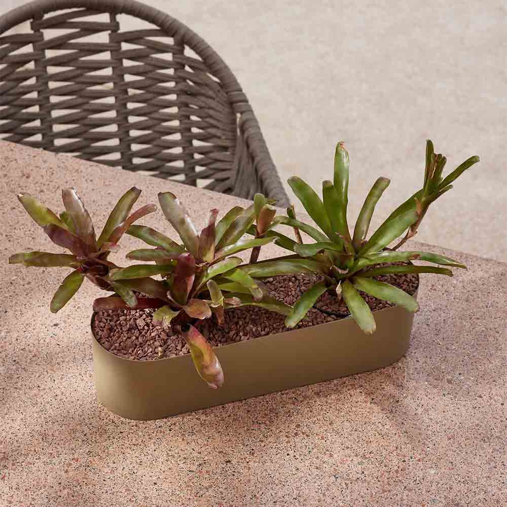 cachepot plantas